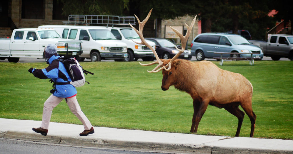 YNP Warns Visitors: Bull Elk Can Be Extremely Dangerous During Rut