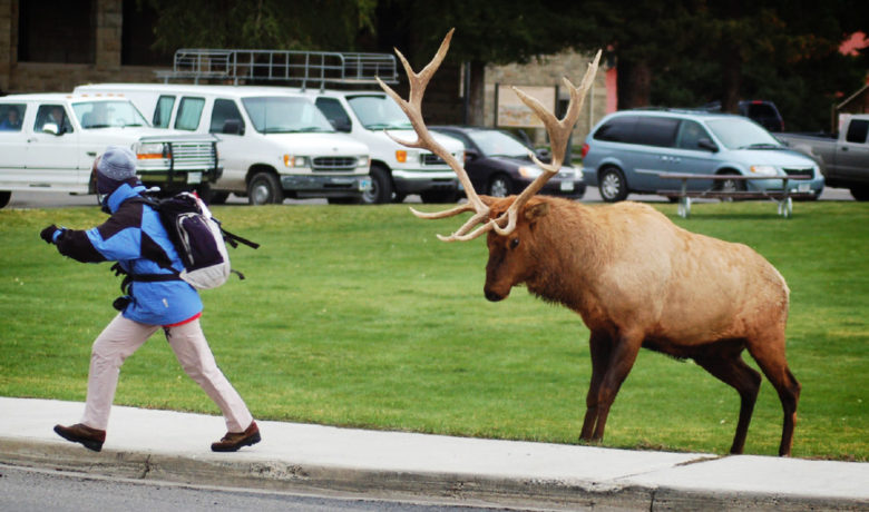 YNP Warns Visitors: Bull Elk Can Be Extremely Dangerous During Rut