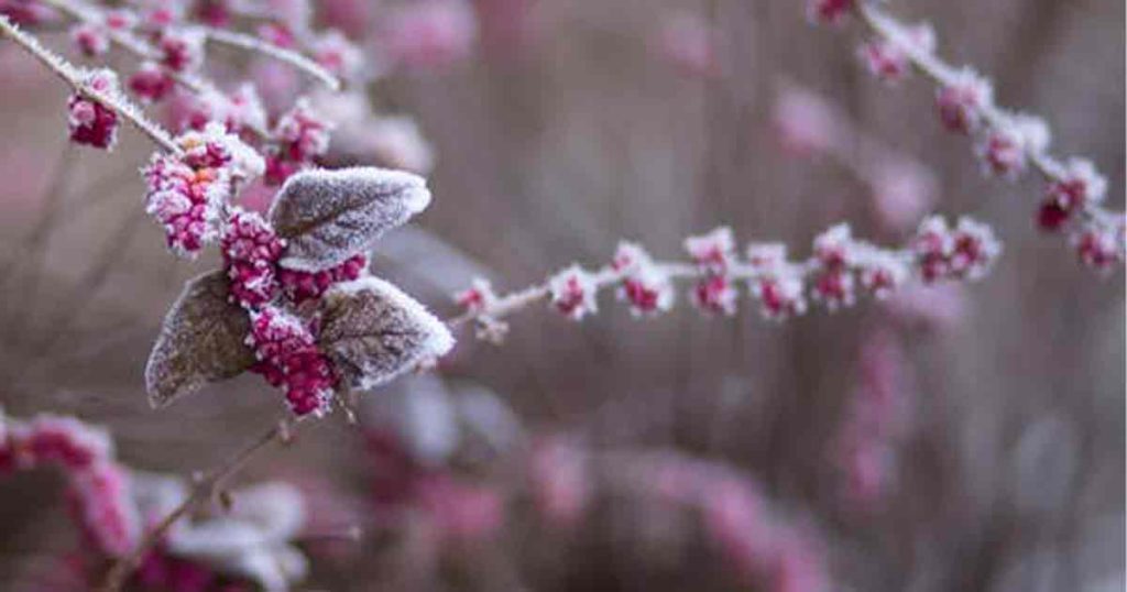 Freeze Warning Announced for Wyoming’s Western Valleys