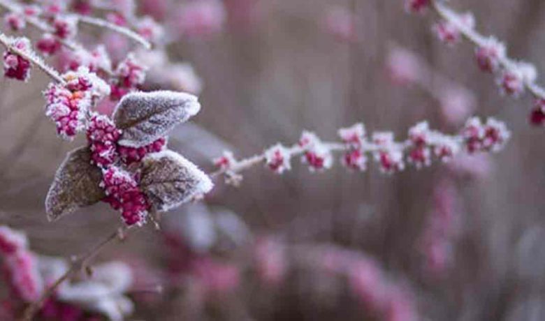 Freeze Warning Announced for Wyoming’s Western Valleys