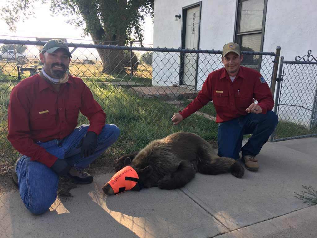 Another Bear Captured and Released in Laramie