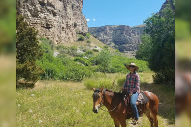 Want to Adopt a Wild Horse or Burro