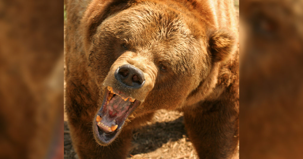 Grizzly Bears Killed After Encounters with Archery Hunters