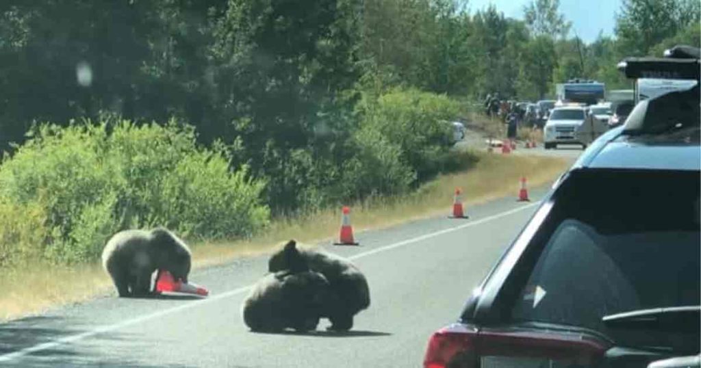 Adorable Bear Cubs Stop Traffic in Wyoming to Wrestle {VIDEO}
