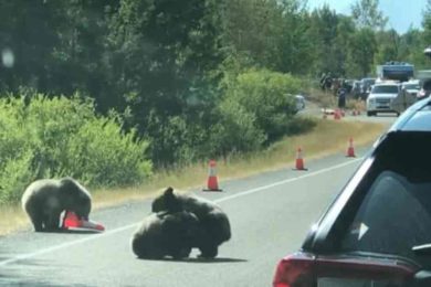 Adorable Bear Cubs Stop Traffic in Wyoming to Wrestle {VIDEO}