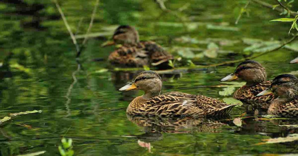 Game and Fish Reminds Residents to Report Dead Bird Clusters