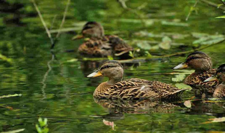 Game and Fish Reminds Residents to Report Dead Bird Clusters