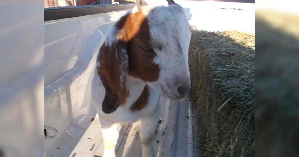 Information Sought on 4 Goats Ran over in Uinta County