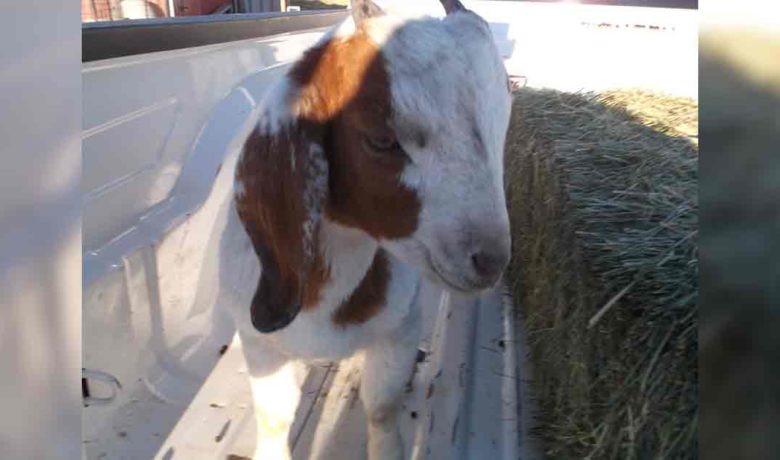 Information Sought on 4 Goats Ran over in Uinta County