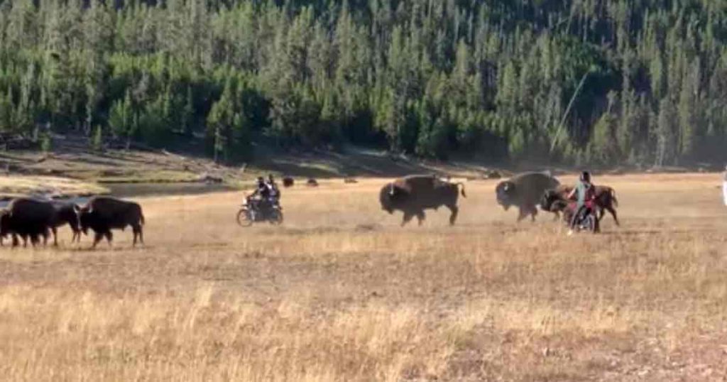 VIDEO: Motorcycle Riders Caught Harassing Bison in Yellowstone National Park