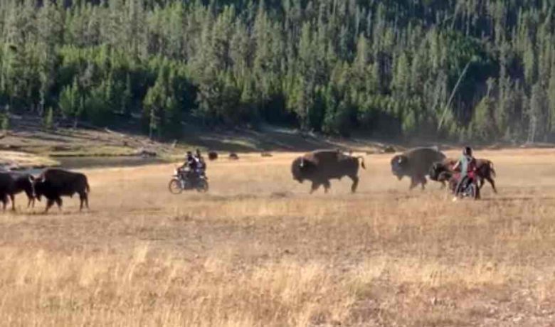 VIDEO: Motorcycle Riders Caught Harassing Bison in Yellowstone National Park