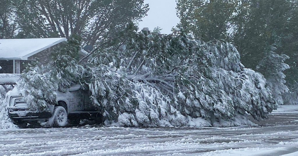 Branches, Ice, Wind: An Early Fall Snow Day in Photos