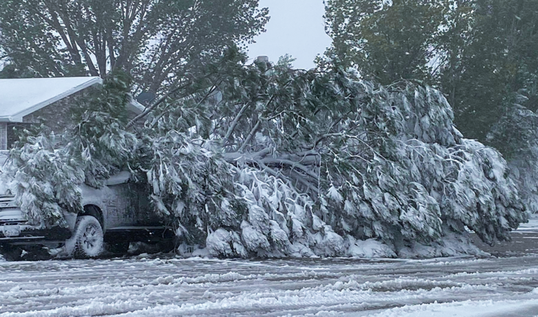Branches, Ice, Wind: An Early Fall Snow Day in Photos