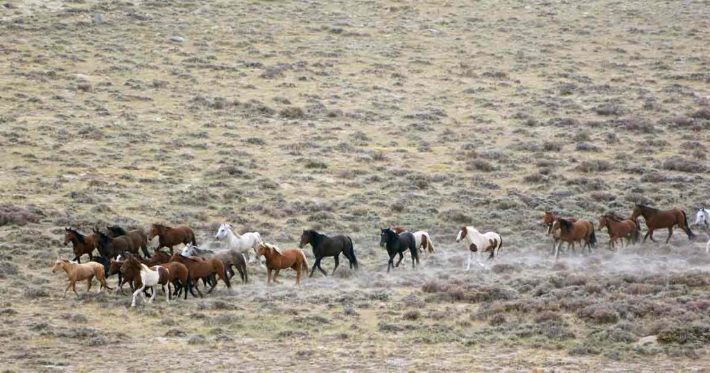 Bureau of Land Management to Gather Red Desert Wild Horses, Burros