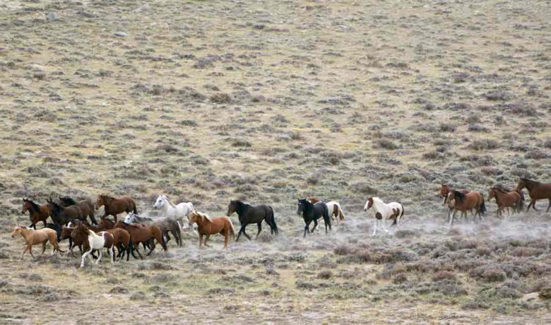 Bureau of Land Management to Gather Red Desert Wild Horses, Burros