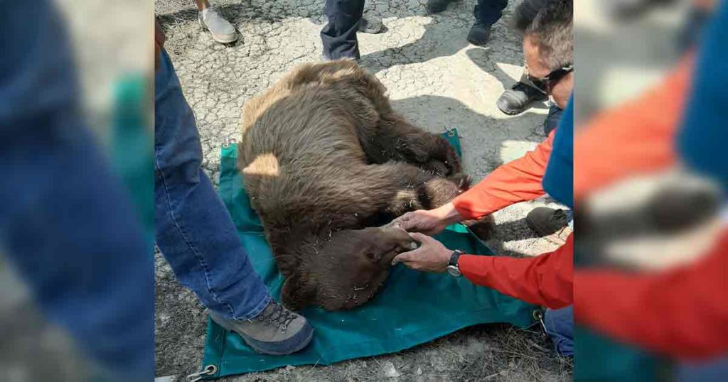 Bear Makes a Surprise Visit to Rock Springs