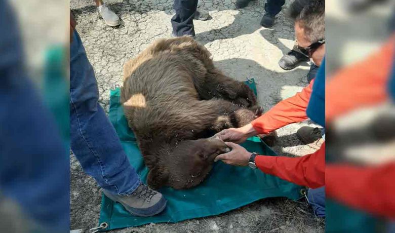 Bear Makes a Surprise Visit to Rock Springs
