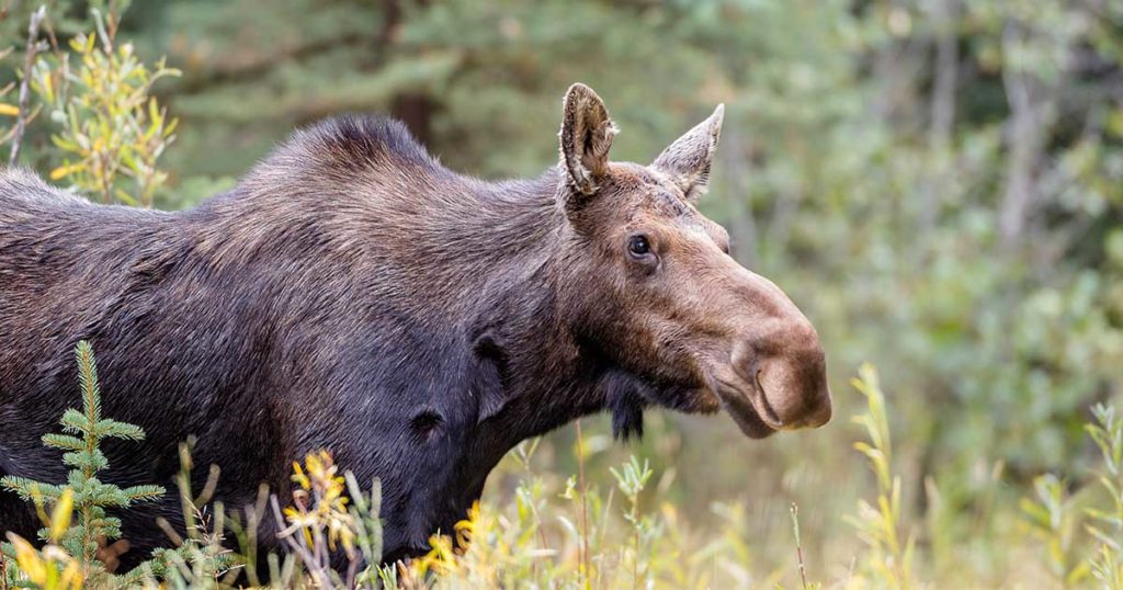 Game And Fish Seeking Tips On Moose Poaching South Of Mountain View