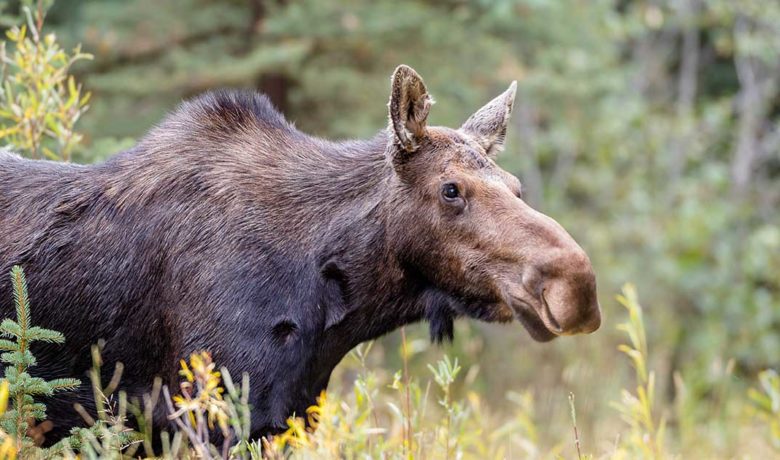 Game And Fish Seeking Tips On Moose Poaching South Of Mountain View