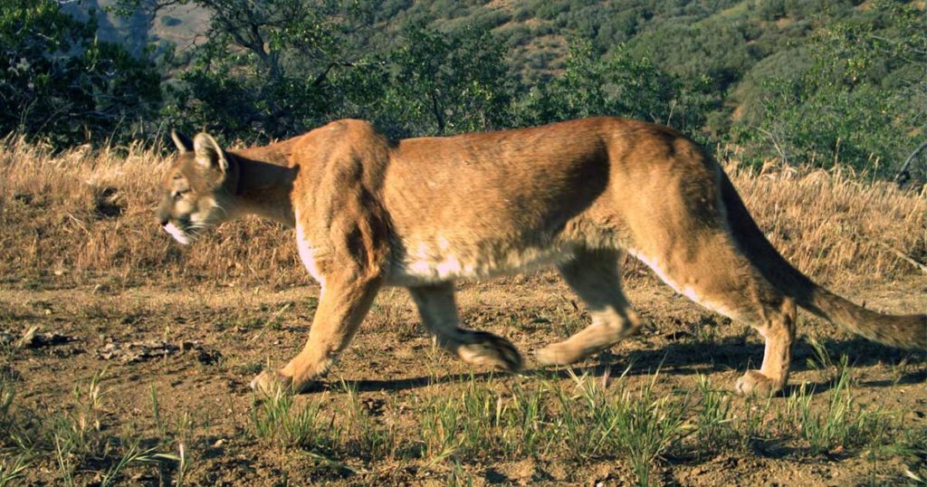 UW Researchers Develop Technology to Identify Animals in Photos