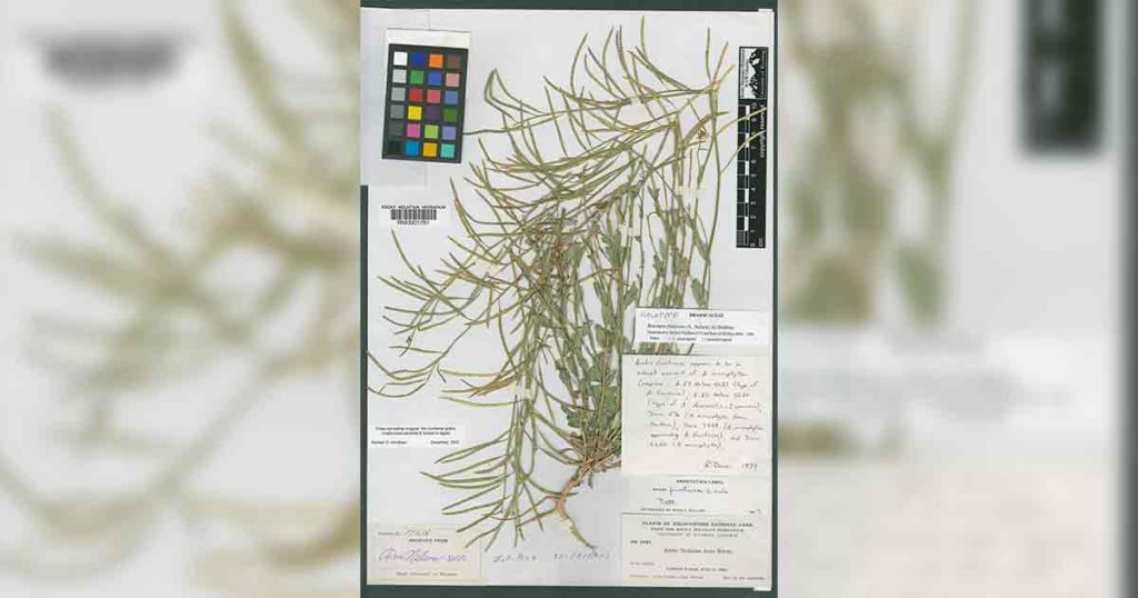 Study Shows Plant Extinction is More Common Than Previously Thought