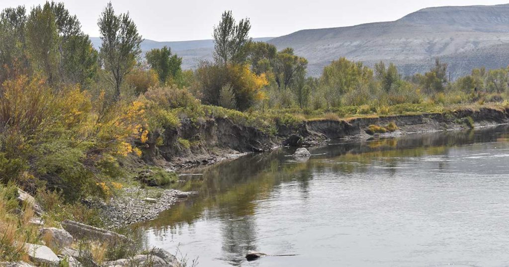 A Silver Lining: Repurposing Fallen Trees for Riverbank Stabilization