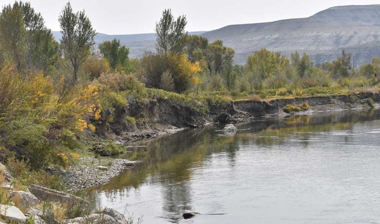 A Silver Lining: Repurposing Fallen Trees for Riverbank Stabilization