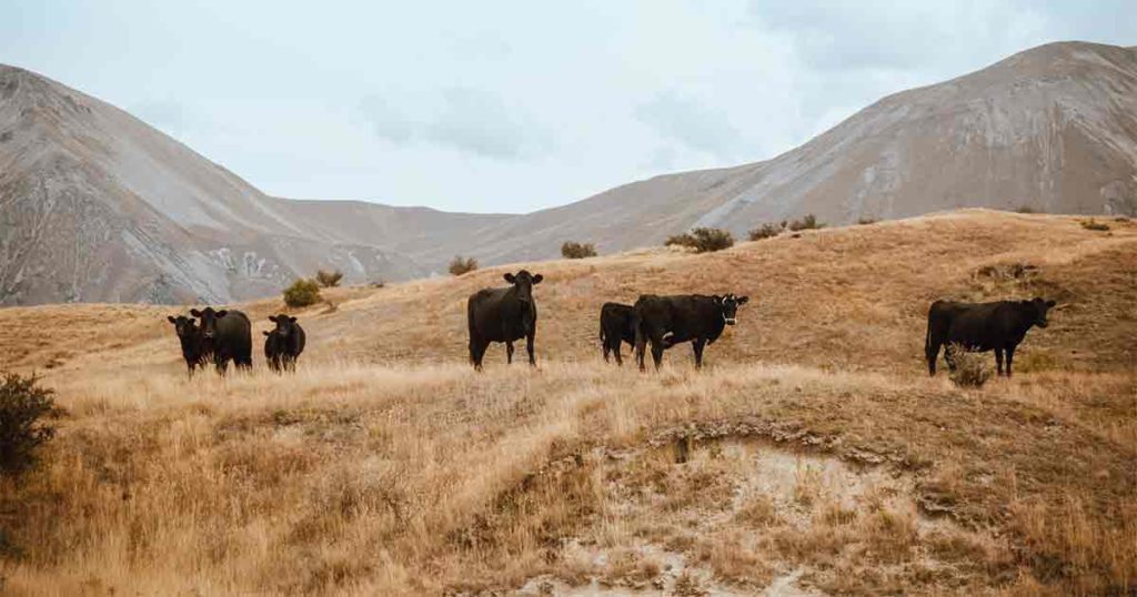 Officials Seek Information on Livestock Shootings in Uinta County