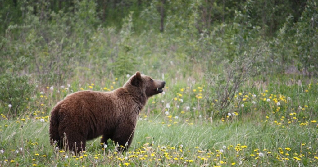 Wyoming Officials Call for Endangered Species Reform With Grizzly Population ‘Booming’
