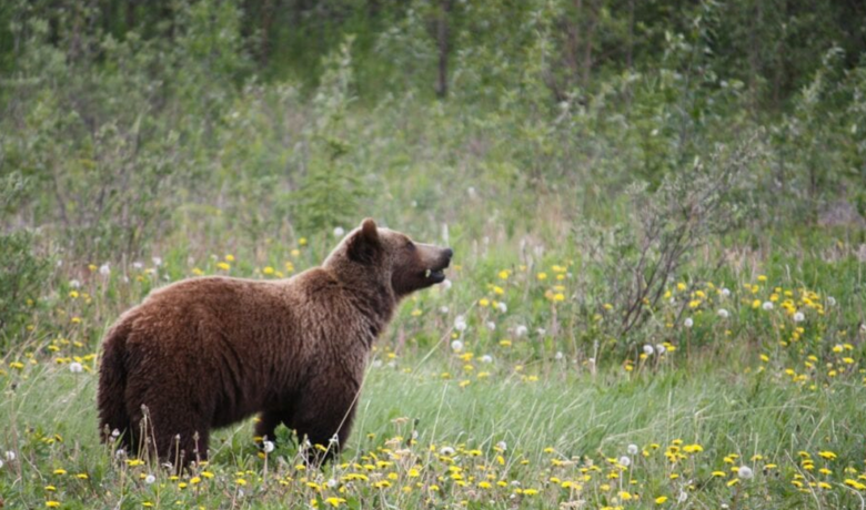 Wyoming Officials Call for Endangered Species Reform With Grizzly Population ‘Booming’