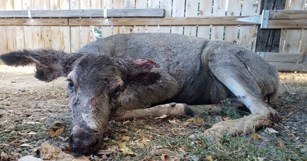 Five Reports of Dogs ‘Harassing, Attacking and Mutilating Deer’ in Lander Area