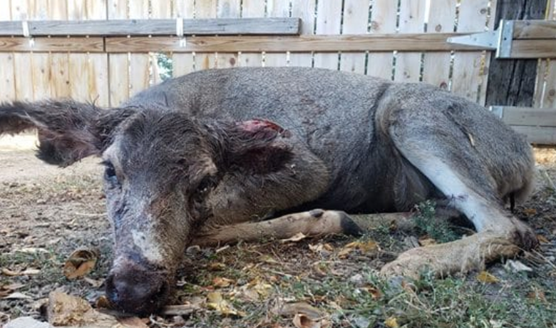 Five Reports of Dogs ‘Harassing, Attacking and Mutilating Deer’ in Lander Area
