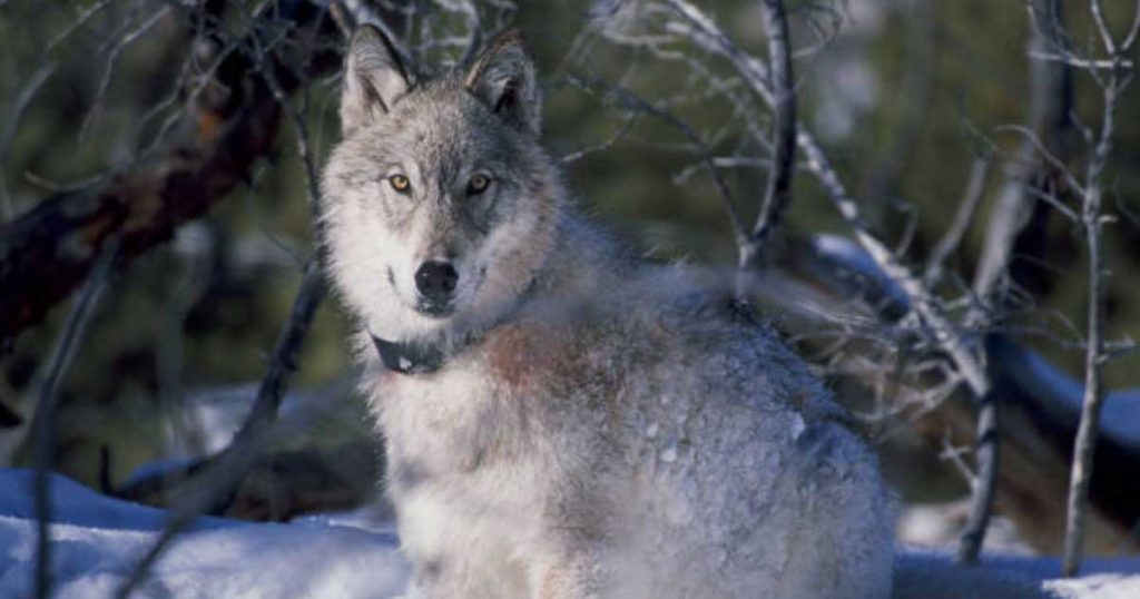 Gray Wolf Officially Delisted as Endangered in Lower 48 States