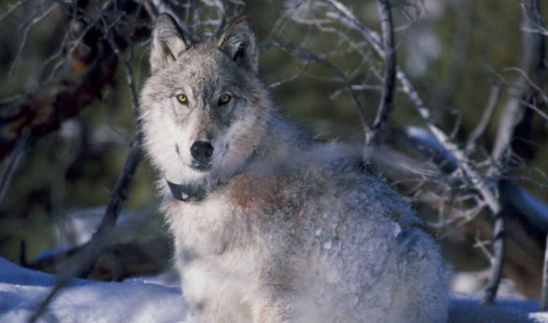 Gray Wolf Officially Delisted as Endangered in Lower 48 States