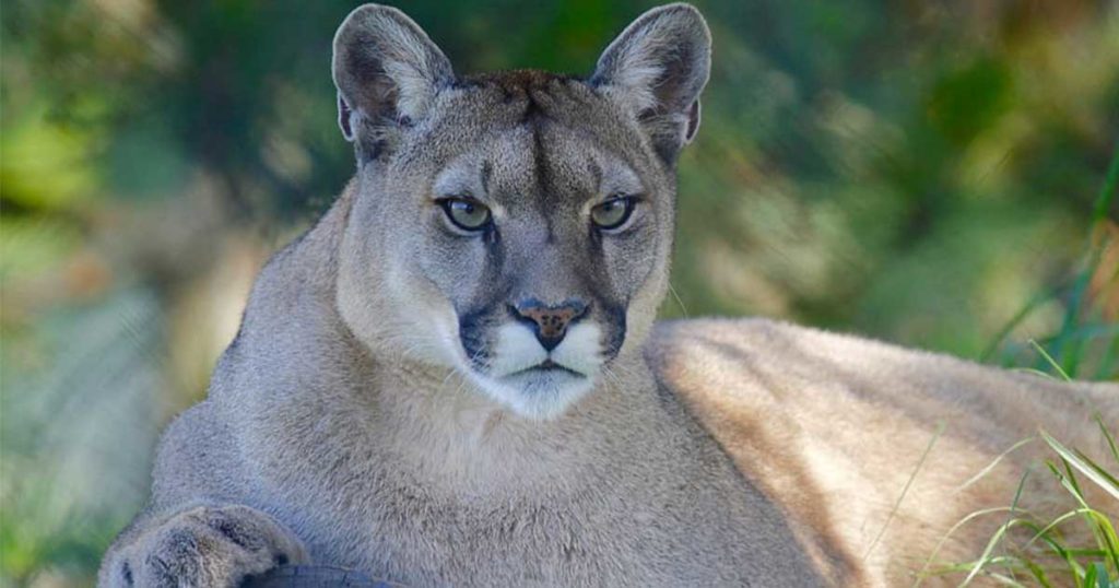 Mountain Lion Poached; Game and Fish Seeking Information