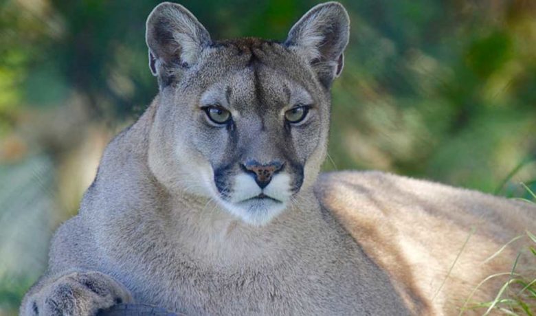Mountain Lion Poached; Game and Fish Seeking Information