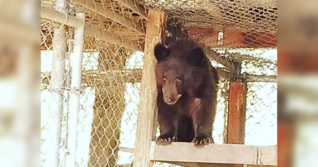 Second Bear Wanders into Rock Springs; Finds New Friends and a New Home