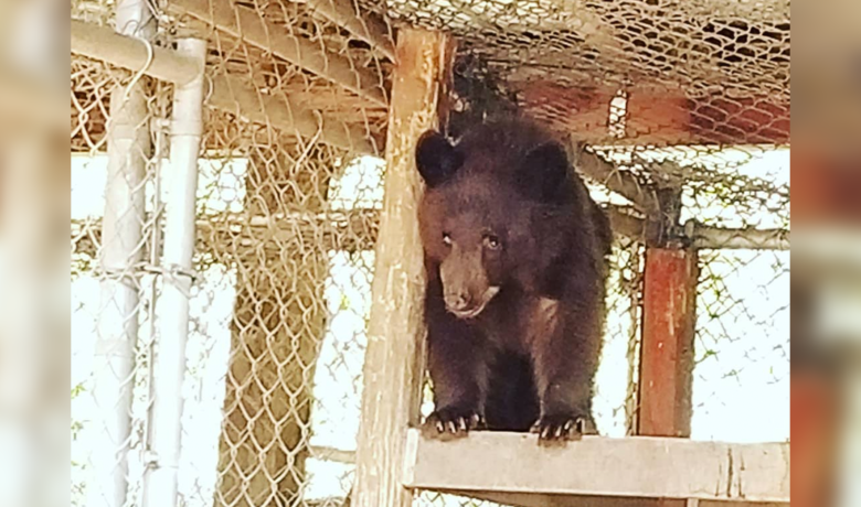 Second Bear Wanders into Rock Springs; Finds New Friends and a New Home