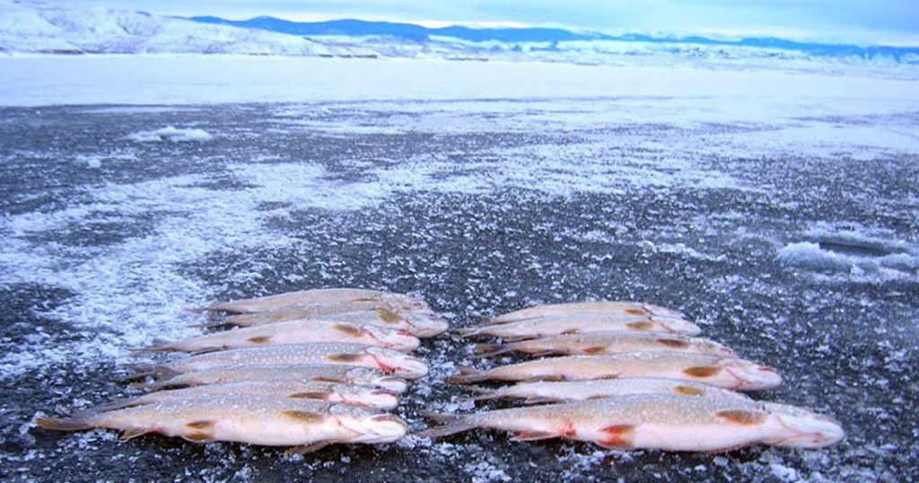 “Pup”ulation Control Contest Returns to Flaming Gorge