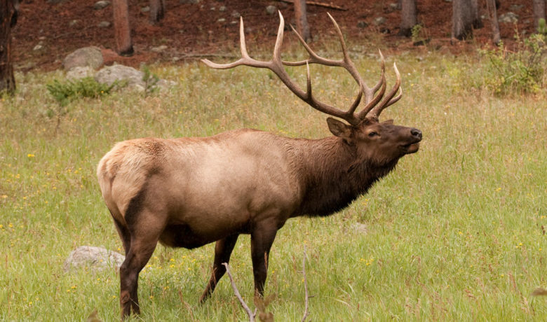 Game and Fish Seeks Information on Two Separate Poaching Incidents