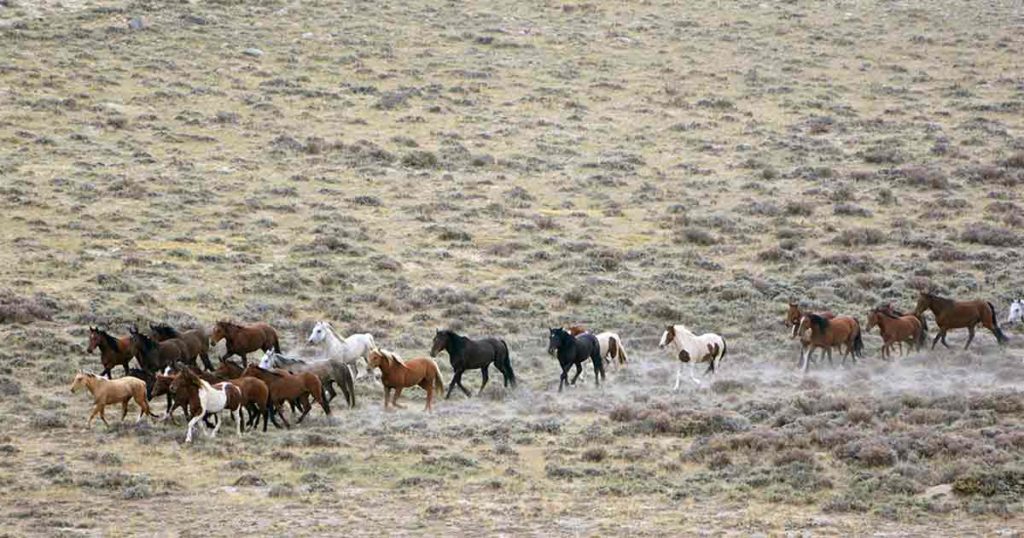 1,970 Red Desert Wild Horses Gathered by Bureau of Land Management