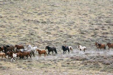 Legislative Budget Includes Rock Springs RMP Proposal