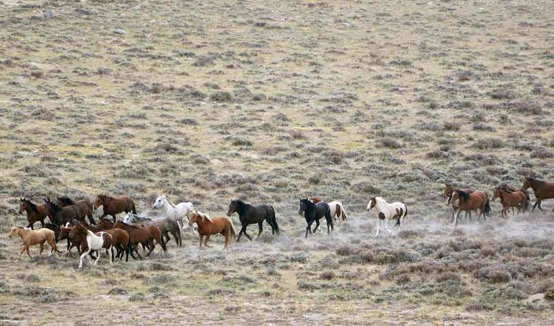 1,970 Red Desert Wild Horses Gathered by Bureau of Land Management