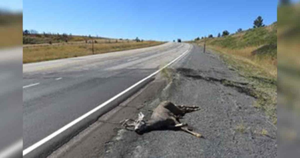 Game Wardens Report More Deer are Being Hit on Highways