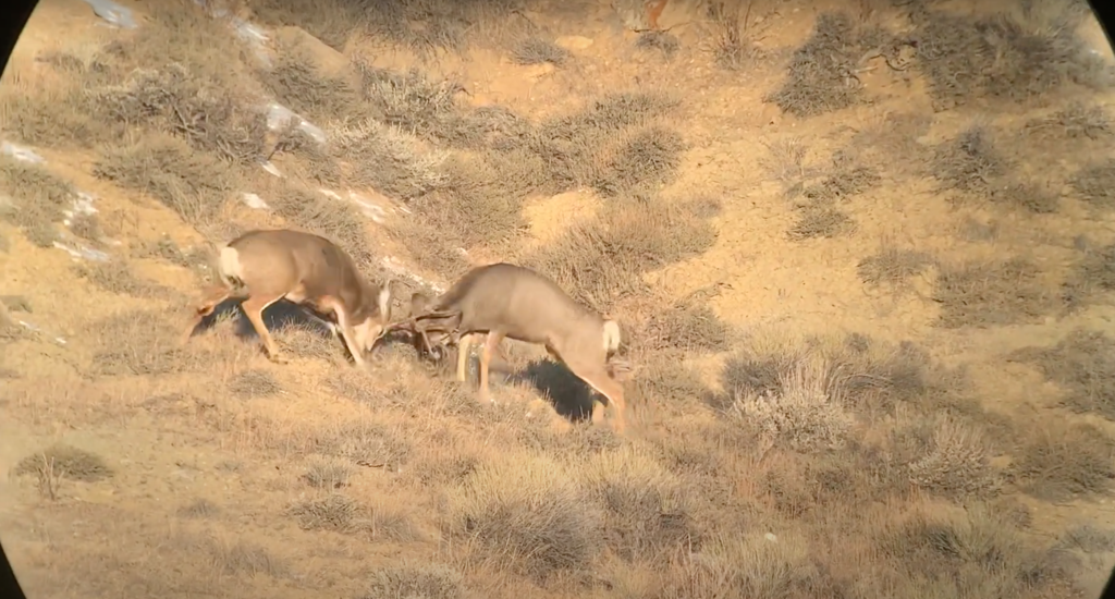 [VIDEO] Wyoming Brawl Caught on Tape