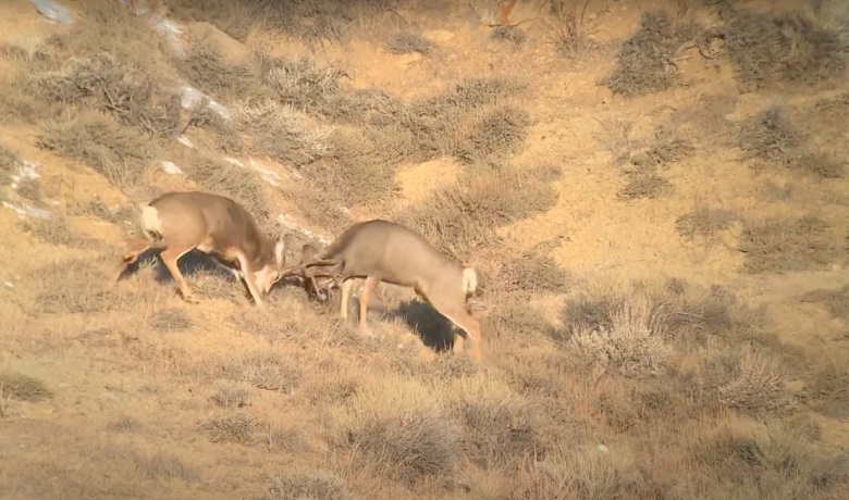 [VIDEO] Wyoming Brawl Caught on Tape