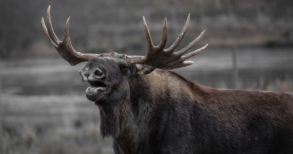 Anthrax Confirmed in Dead Carbon County Moose
