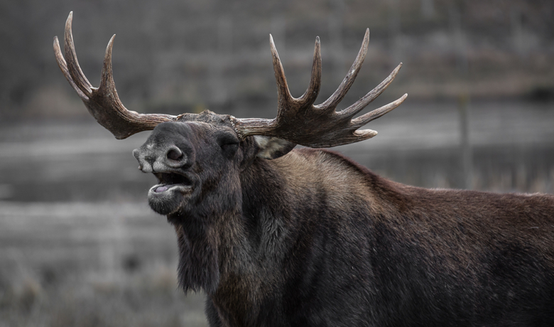 Moose, Deer Poached on Hams Fork River