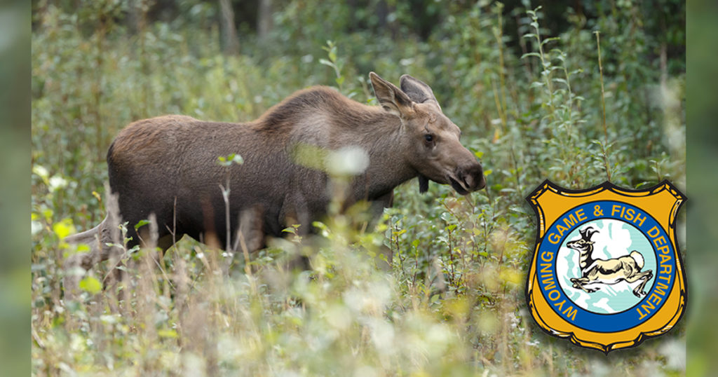 Wyoming Game and Fish Seeking Info on Two Poaching Incidents