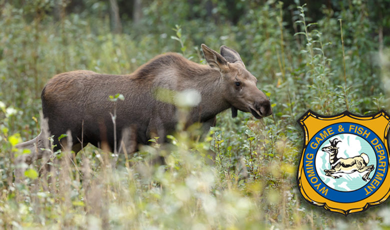 Wyoming Game and Fish Seeking Info on Two Poaching Incidents